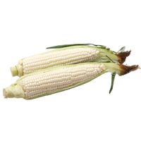 Sandveld Seeds Kalahari Early Pearl Maize